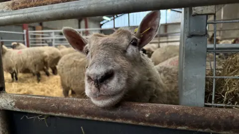 A pen of sheep. One of them is in the foreground looking towards the camera. It is resting its head on a gate. Other sheep are in the background, on a bed of straw.