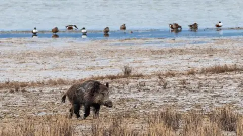 AFP via Getty Images A wild boar walking across scrubland in Spain