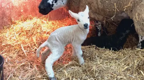A ewe is nursing a black lamb whilst a white lamb is looking at the camera stood up on all fours. The three animals are in a small pen surrounded by hay and have a heat lamp for warmth.