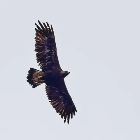Restoring Upland Nature A golden eagle flying majestically
