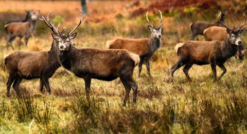 Getty Images Eight red deer on rough ground, including one with large antlers looking directly at the camera
