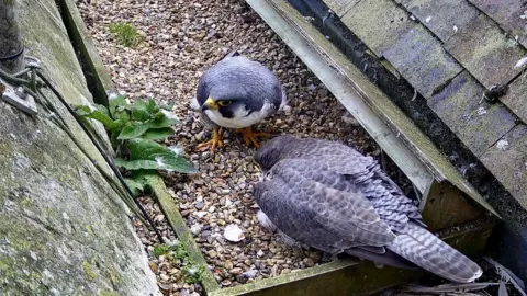 A close up of the nesting box full of gravel sits between two rooves. Both parents are there. 