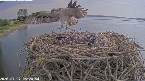 Leicestershire and Rutland Wildlife Trust An osprey flies away from the nest. 