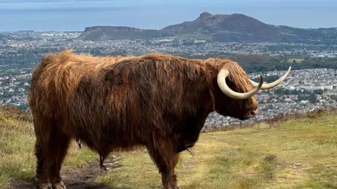 A highland cow the Pentland Hills above Edinburgh