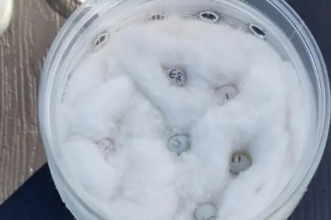 Durrell Wildlife Conservation Trust A close up picture of a plastic tub containing white cotton wool and very small white and grey gecko eggs