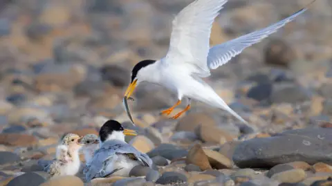 Steve Lindsay A little tern is returning to land with a fish clasped in its beak. Two chicks and another adult tern are waiting on the rocky beach.