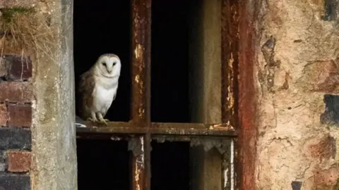Barn owl