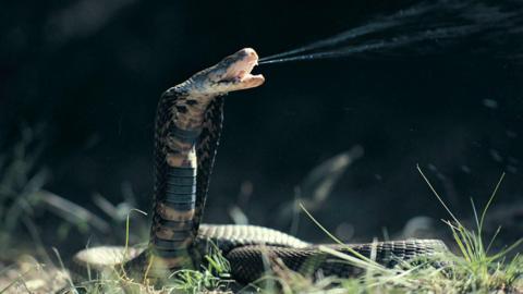 A Mozambique spitting cobra