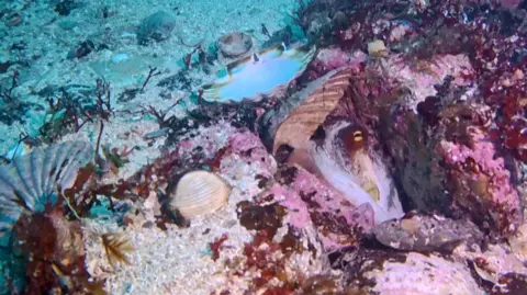 JP Fallaize Octopus hides in a hole on the sea bed surrounded by empty shells and seaweed