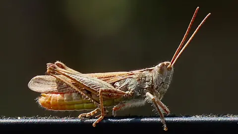 A grasshopper on a black horizontal pole