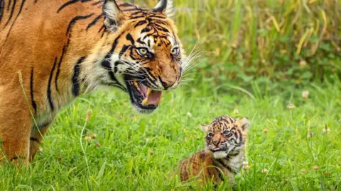 Megan Lee Photography Tarima is seen growling whilst her cub licks it's lips amongst the grass. 