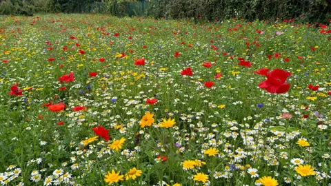 A field of wildflowers of different colours bordered by a hedge in the background 