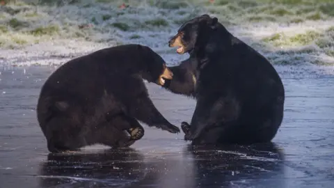 PA Media Two black bears face one another and interact on the frozen lake, which looks almost black. There is frozen grass in the background. The bear on the right sits on its bottom and holds out its right paw to cuff the other bear's head, and has its mouth open. The opposite bear is crouching and leaning forward, with its right paw held out towards the other bear's foot. Its mouth is also open and it is slightly smaller.