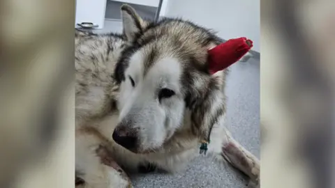 A fluffy malamute dog with a red bandage on his ear 
