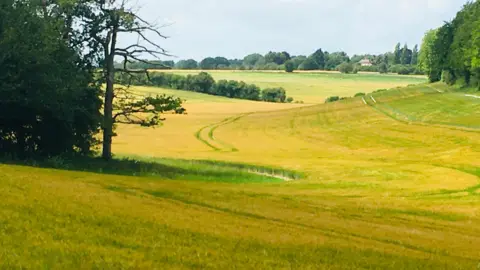 TAG Undulating fields of crops are taking on a yellow hue rather than green as the warm weather and lack of rain trees can be seen on the edges of the picture with more creating a horizon through the shot with blue hazy skies above them.
