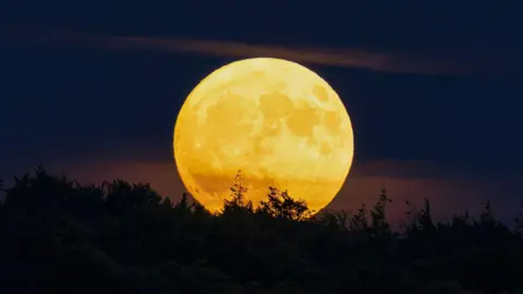 A strawberry moon appearing low in the sky above a darkened treeline. 
