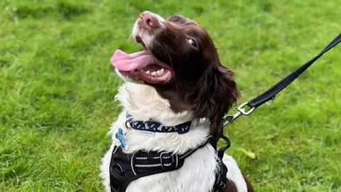 RSPCA Dee Dee, a young springer spaniel, standing on a lawn wearing a harness
