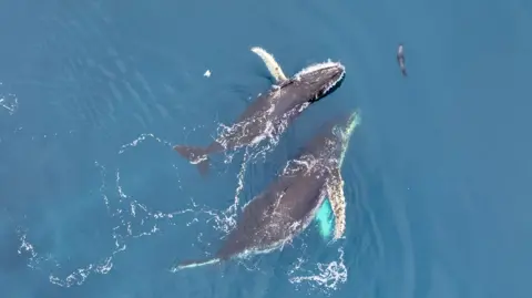 Chris Johnson/WWF/UCSC/Research under NOAA permit Two humpback whales, photographed from a drone, playfully interacting with a seal 