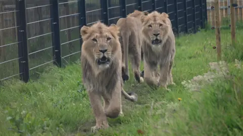 Two Asiatic lions looking to camera on grass in an enclosure.