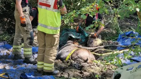 Supplied A donkey badly stuck in a muddy pond with firefighters standing around her.