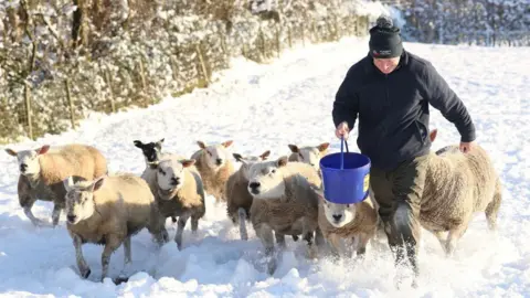 A man carrying a bucket, leading 11 sheep through a very snowy field