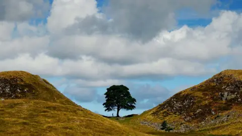 PA Media The Sycamore Gap tree is tall and leafy, nestled in a dip along Hadrian's Wall. The silhouette of a person can be seen next to it.