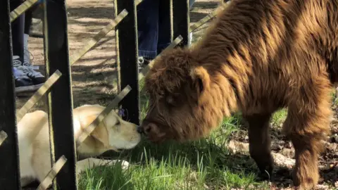 A baby cow goes nose to nose with a dog, separated only by a fence, while outdoors in a country park