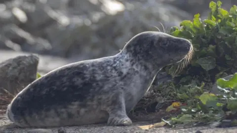 A grey and white baby seal sat on rocks by a mount of seaweed. It is looking away from camera at the seaweed. There are some large rocks in the background slightly blurred. 