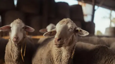 Two sheep side by side among a larger group of sheep in a shed