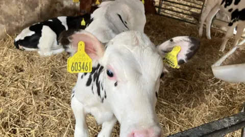 a close up of a black and white calf at a dairy farm