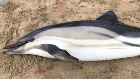 The body of a deceased dolphin on its side on a beach. The picture shows the animal has a missing tail. 