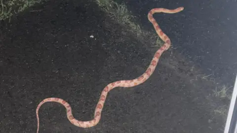 Brown amel corn snake lying on Tarmac drive.
