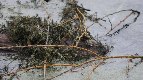 Nik Shelton A beaver moving in a lake. You can hardly make the animal out as it is covered in twigs, sticks and green foliage. The beaver is brown and you can see its head. 