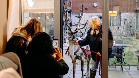 Ellie Rhodes A reindeer on a lead being led into the room of a patient while people take pictures on their phones