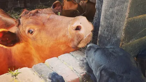 Aimee Carr A large brown bullock behind a brick wall, face to face with a black labrador. The dog is leaning on the wall and peering over it.