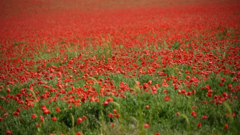 Shaun Whitmore/BBC A sea of red poppies within a field. The further you get in the distance, the poppies merge into one and it is a blanket of red.