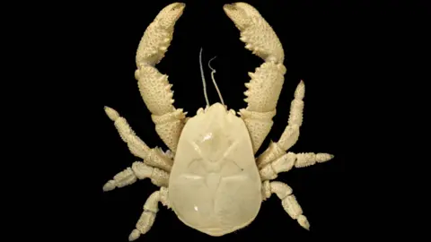 University of Portsmouth A cream coloured Hoff crab on a black background.