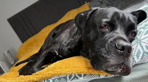 James Strauch  Bruno the dog laying on a yellow towel on a bed. 