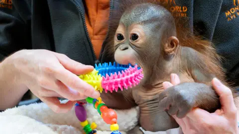 Sibu Junior is say, holding a human's hand who is wearing a black fleexe with an orange Monkey World logo and an orange polo top. Sibu has his mouth open wide, chewing on a brightly colours pink, yellow and blue toy and sitting on a white fleece blanket.