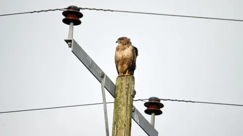 Harry Trump/Getty Images A buzzard is sitting on a pole at at Westhay Nature Reserve. The sky behind him is grey.