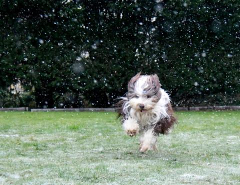 Dog running across grass in snow