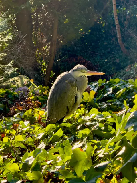 Dougie Law Heron sitting in leaves with sunlight shining on it