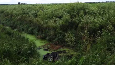 Cambridgeshire Constabulary Large green bushes with a ditch in the middle. The ditch is filled with water with a green film on it. The bottom center of the photo shows the rear two tires of a sinking car. The car is with its nose in the water.