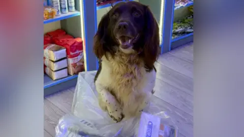 A picture of Griffin with his paws on a bag containing some of the cigarettes.