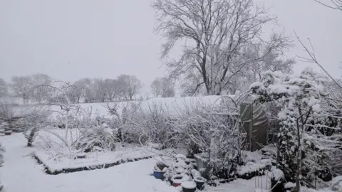 shappy Shap in Cumbria. Snow covered back garden with snow on bare trees and hedges. It is covering the grass also. The photos is all white except for the brown of the tree barks. 