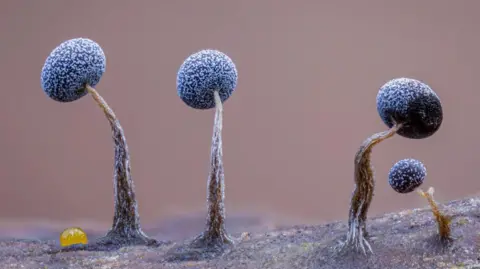 Close-up photo of alien-like slime moulds on a fallen tree.
