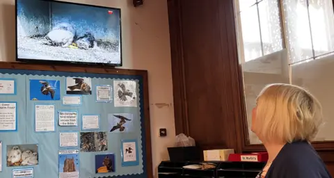 Alex Dunlop/BBC Lesley Lithins has blonde hair in a bob. She is looking up at a live TV feed of the chicks in the nest, and there is a poster board with information, photos and drawings underneath.