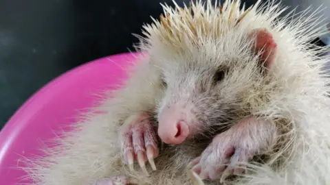 Kelly Huitson/Alderney Animal Welfare Society A blonde Alderney hedgehog in a little bowl. It has pink paws with long nails, pink curved ears and a pink nose. The rest of it face and chest is covered with white fur while white spikes cover the top of it head and shoulders.