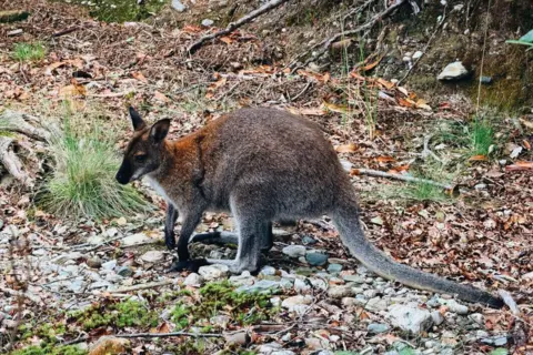 Ross Colquhoun A wild wallaby among foliage on a small Scottish island.