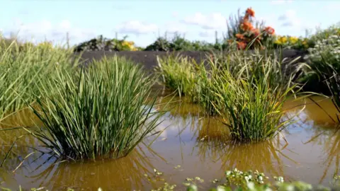 d42d5680-9252-11f0-9cf6-cbf3e73ce2b9.jpg UK's first rice crop ripe for picking after hot summer